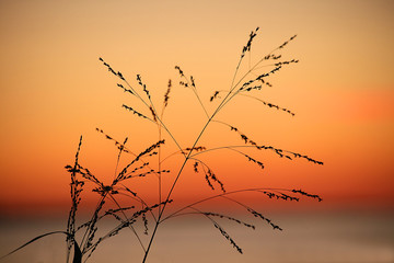 weeds grass silhouette and orange peach sunset