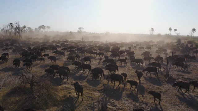 Close-up aerial fly over view of a large herd of Cape buffalo walking in the Okavango Delta, Botswana