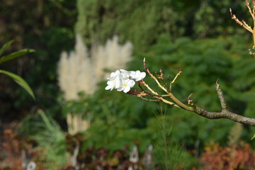 tree fingers and flower 