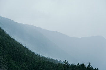 Soft fog on hillside. Haze on mountain in coniferous forest after rain