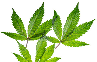 leaves medicinal hemp - cannabis - close up