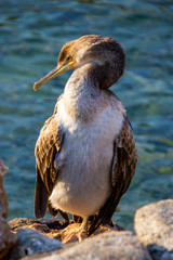 The Cormorant