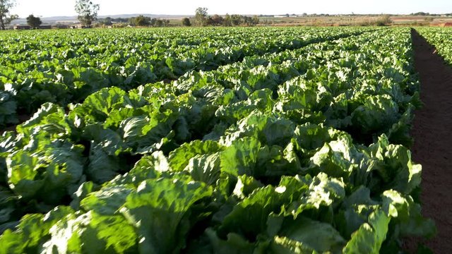 Hundreds of lettuce plants growing in rows on a large scale vegetable farm