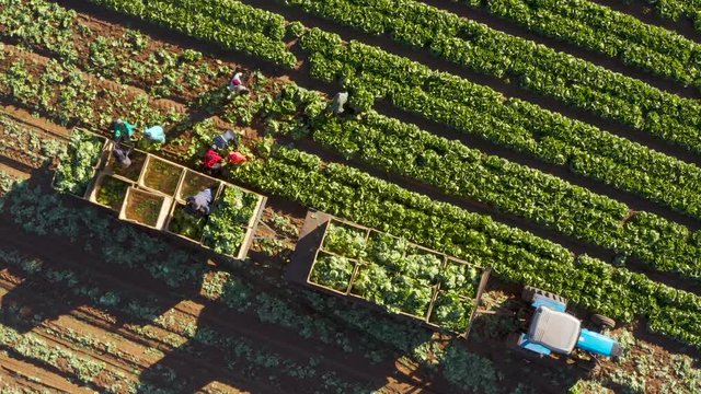 Straight down aerial view of farm workers harvesting lettuce on a large scale vegetable farm