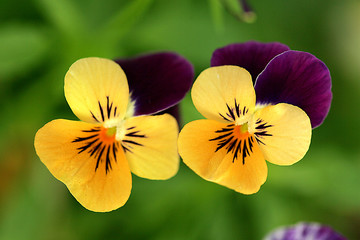 Pair of two purple and yellow viola pansy flowers in garden