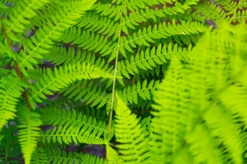 green fern leaves on a sunny summer day
