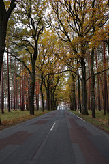 Fototapeta na wymiar a forest national road through autumn trees