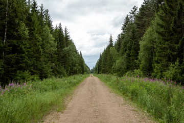 Forest road with trees and long grass and wild flowers on a  cloudy summer day
