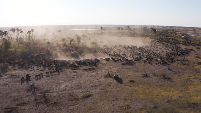 Zoom in rear aerial view of tourists in a 4x4 off-road safari vehicle watching an extremely large herd of Cape buffalo walking in the Okavango Delta, Botswana