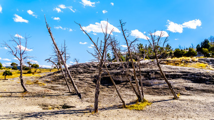 Fototapeta na wymiar Dead trees caused by minerals and fumes of now dried up springs in the Mammoth Springs area of Yellowstone National Park, Wyoming, United States