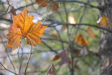 Fototapeta na wymiar sycamore leaf, the gold before brown comes