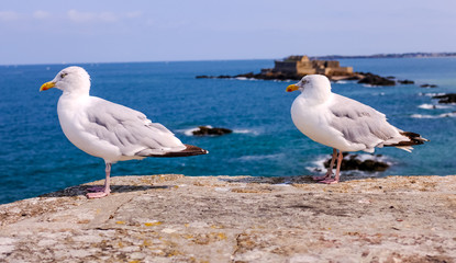 seagulls on beach