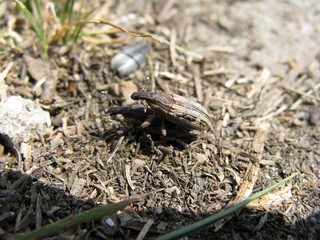 Beetle