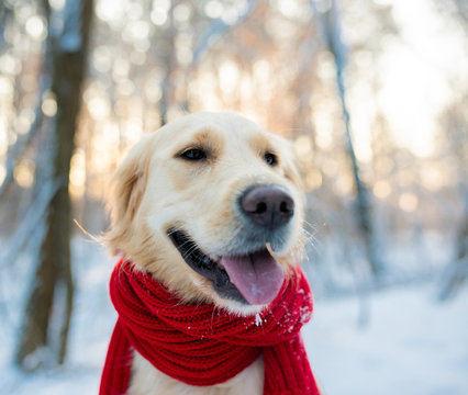 Image of dog white golden retriever in red scarf, outdoors at winter time. Domestic pet in frosty cold weather