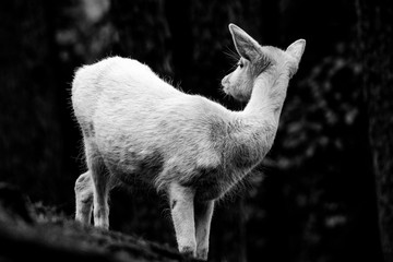 Wildlife in Nord Deutschland