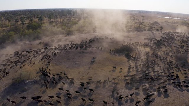 High aerial view of tourists in a 4x4 off-road safari vehicle watching an extremely large herd of Cape buffalo walking in the Okavango Delta, Botswana