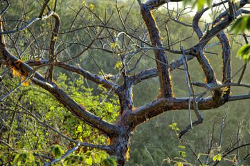 Dried tree in Mexican jungle.