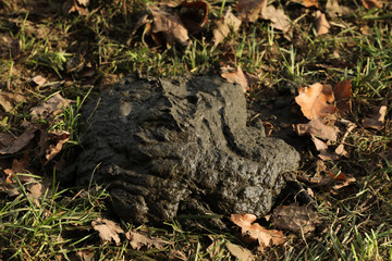 Kuhfladen Kuh Kot  © Andrea Geiss