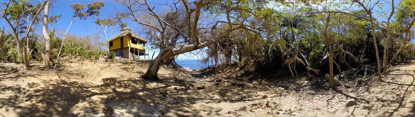 Dried tree in Mexican jungle.