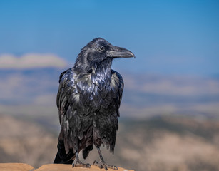 A huge raven on the Rim of Bryce Canyon National Park, Utah, USA