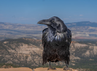 A huge raven on the Rim of Bryce Canyon National Park, Utah, USA