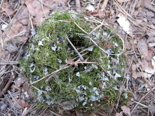 Moss