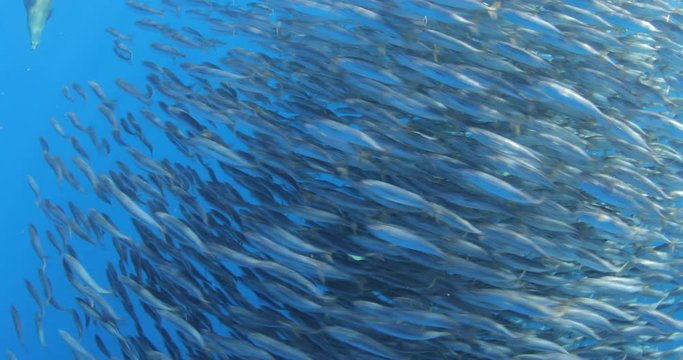 Bait ball of sardines and Mackerel in Magadalena Bay, Baja Califonnia Sur, Mexico.