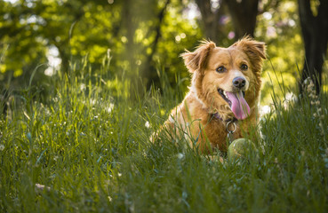 Dog playing in the park on a spring day, hot day