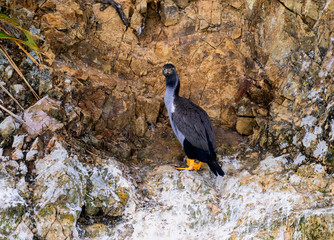 surprised cormorant in his rock quarter