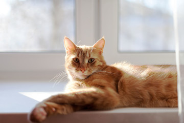 cute red cat    on   windowsill