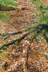 Hail has passed in forest. White hailstones fall on needles