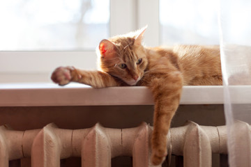 Big red cat  lying on    windowsill at home.