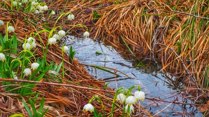 white spring flowers in the garden