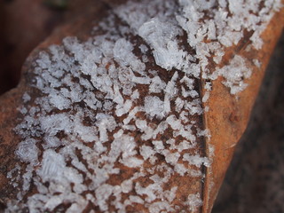 Transparent ice crystals on blades of grass and fallen leaves.