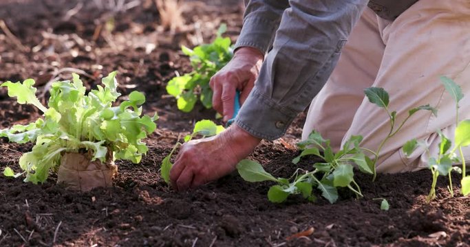 Close-up cropped view of farmers hands planting vegetable seedlings in a garden