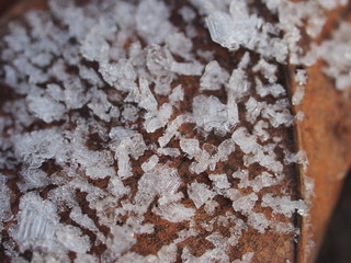 Transparent ice crystals on blades of grass and fallen leaves.