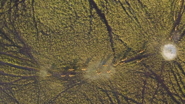 Straight down high aerial view of a herd of Lechwe antelope in the swamps of the Okavango Delta,Botswana