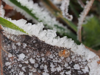 Transparent ice crystals on blades of grass and fallen leaves.