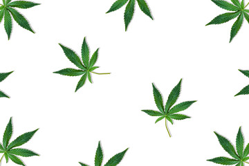 Hemp or cannabis leaf isolated on white background. Top view, flat lay.