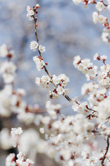 Apricot blossoms