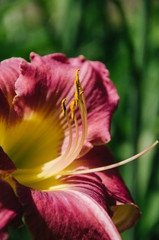 Lily flower in the garden