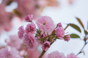 Sakura blossom
