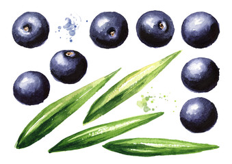 Fresh acai berries and green leaves set. Watercolor hand drawn illustration isolated on white background