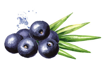 Fresh acai berries with green leaves. Watercolor hand drawn illustration isolated on white background