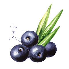 Fresh acai berries with green leaves. Watercolor hand drawn illustration, isolated on white background