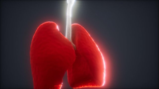 3d animation of human lungs