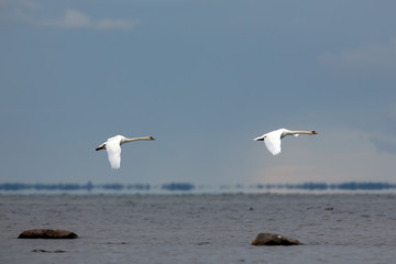 Two swans flying above sea water
