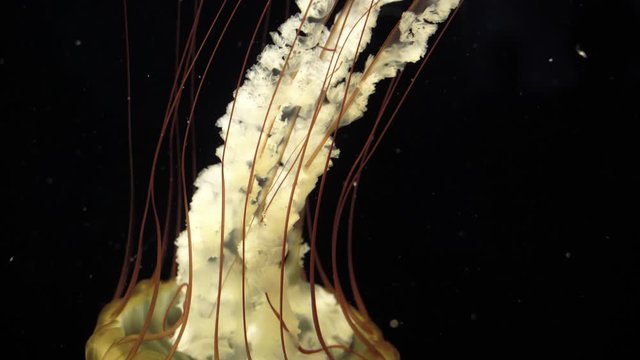 Close-up fluorescent glowing jellyfish swimming on a dark background