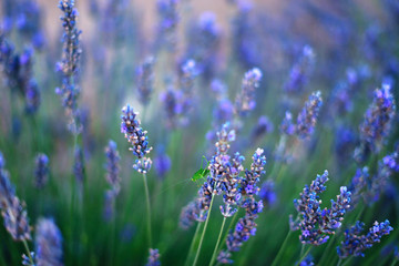 Obraz premium Green grasshopper perched on a branch of lavender.
