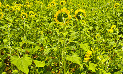 An image from a beutiful summer field full of bright yellow and green sunflowers